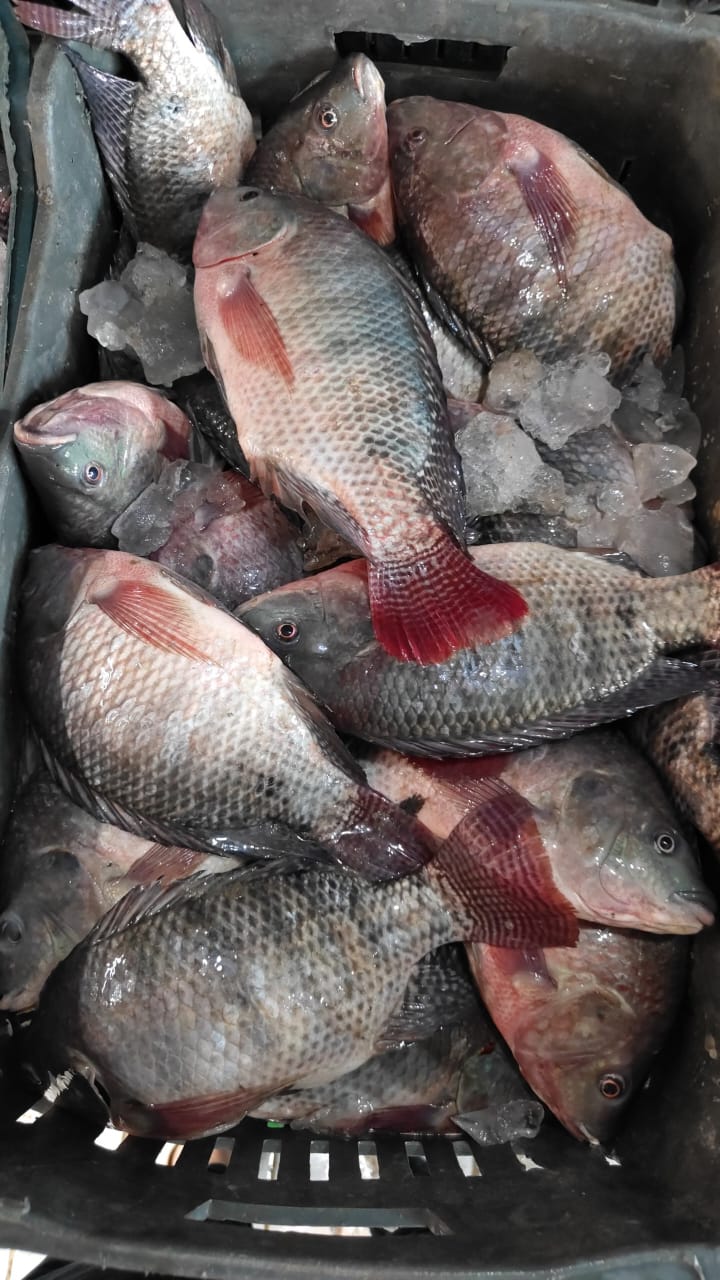 Tilapia packed with ice